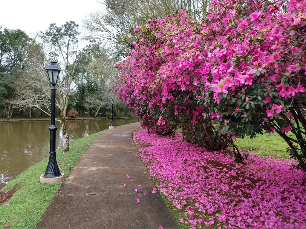 The way of side the lake with pink flower.